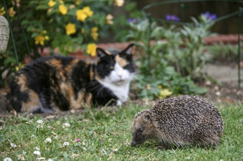 英國刺猬吃成胖墩:被強制減肥樣子萌翻天